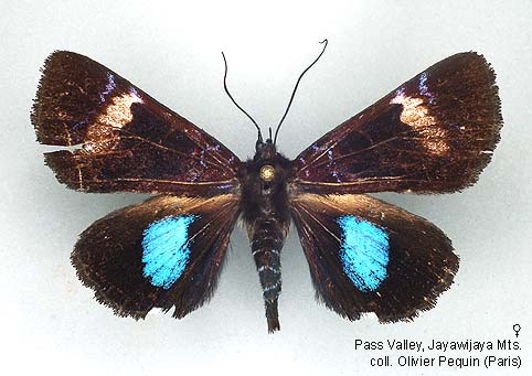 Papua Insects Foundation (Lepidoptera/Noctuidae/Agaristinae